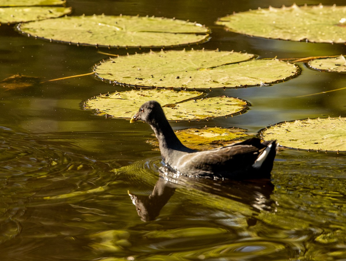 Dusky Moorhen - ML349972141