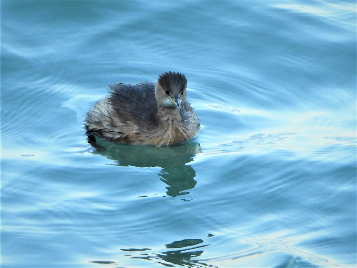 Little Grebe - ML349972981