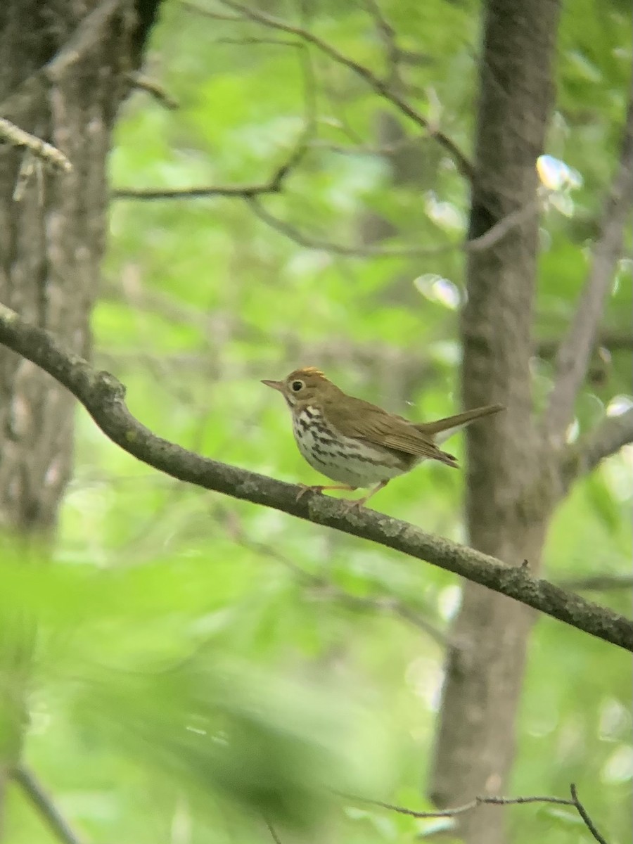 Ovenbird - ML349973031