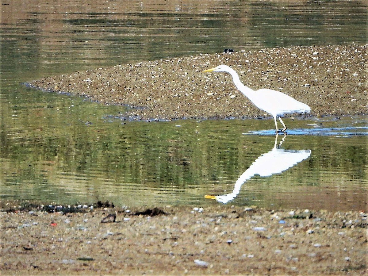 Great Egret (alba) - Bedirhan Küpeli