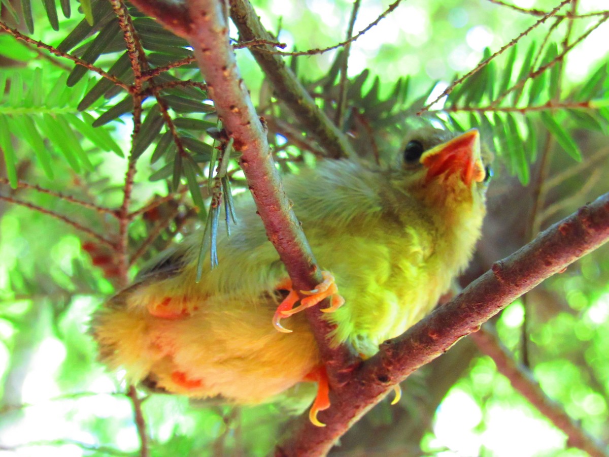 Hooded Warbler - ML349973711