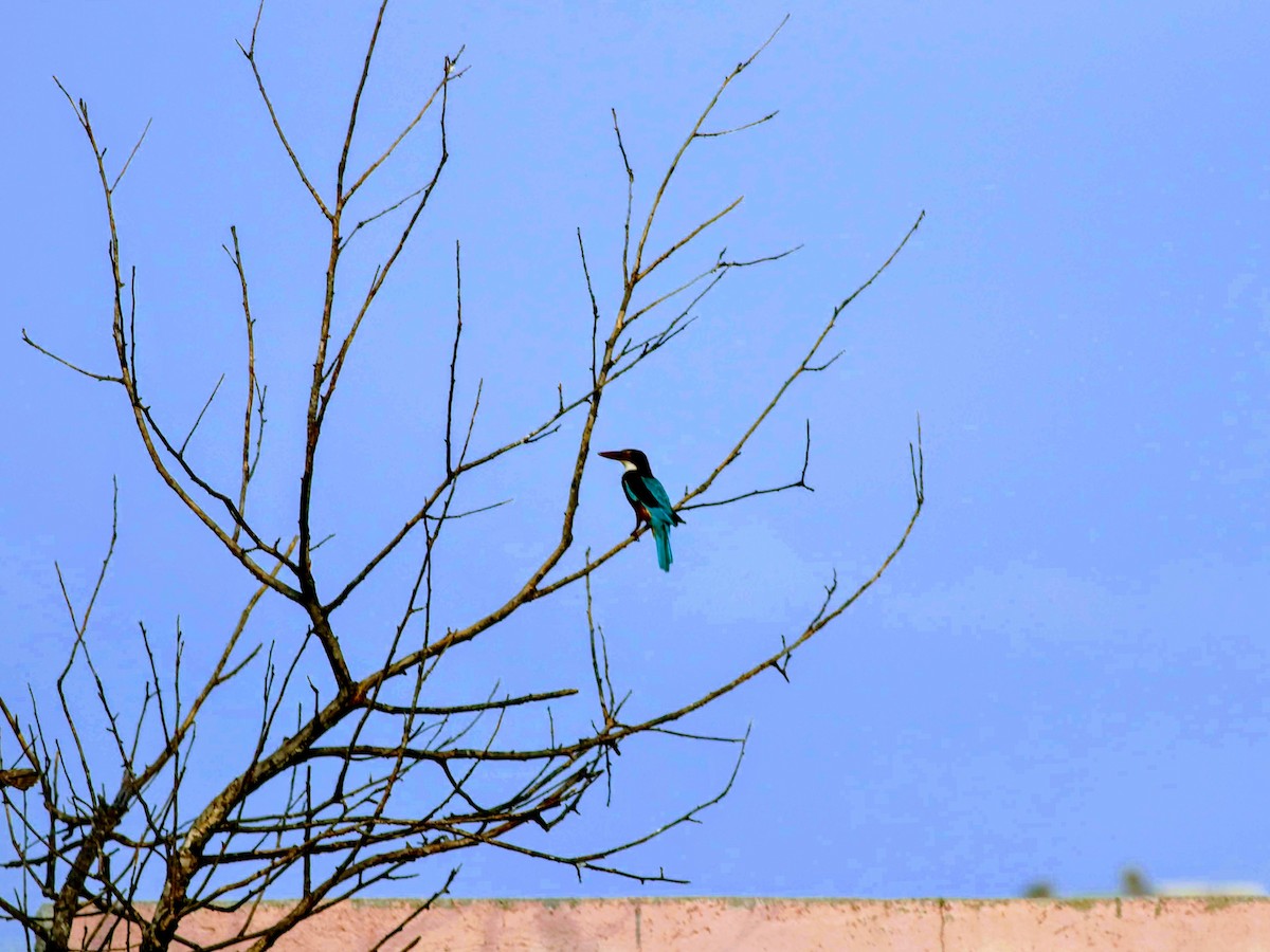 White-throated Kingfisher - ML349974091