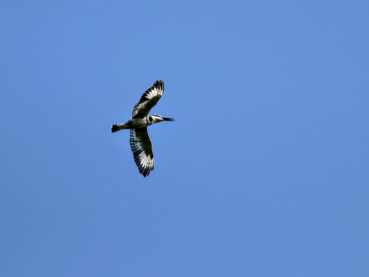 Pied Kingfisher - ML349974101