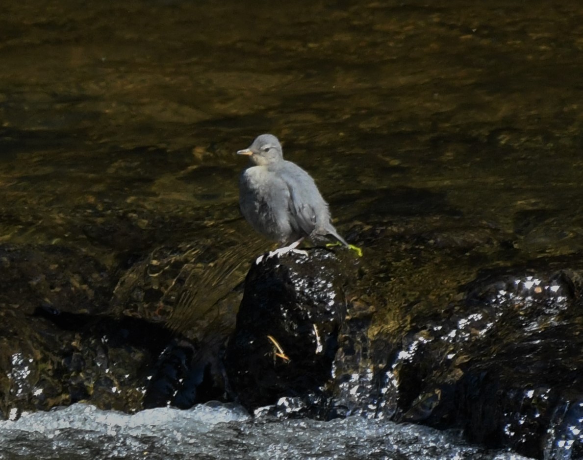 American Dipper - ML349974301