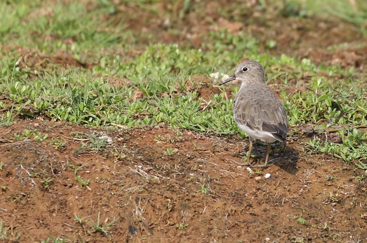 Temminck's Stint - Vijaya Lakshmi
