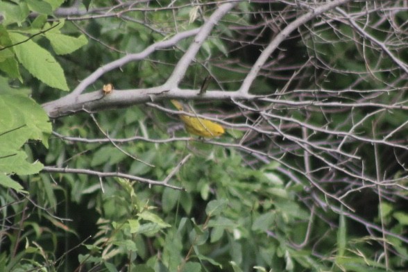 Northern Yellow Warbler - ML349974371