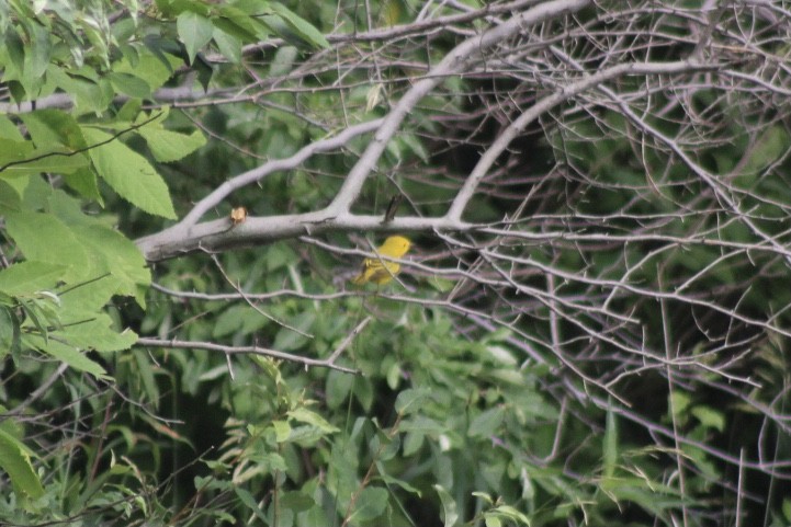 Northern Yellow Warbler - ML349974571