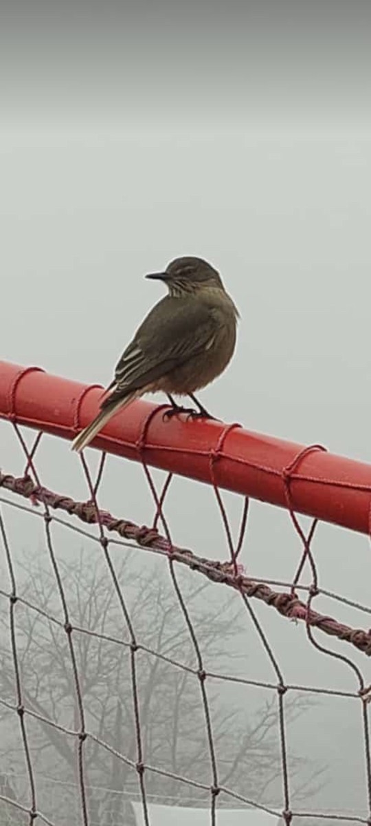 Black-billed Shrike-Tyrant - ML349975111