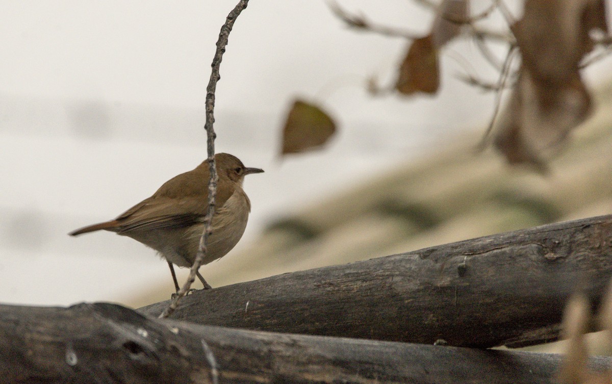 Rufous Hornero - ML349975121