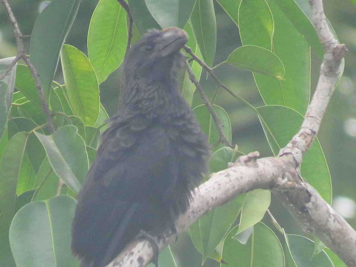 Smooth-billed Ani - Bridget Davis