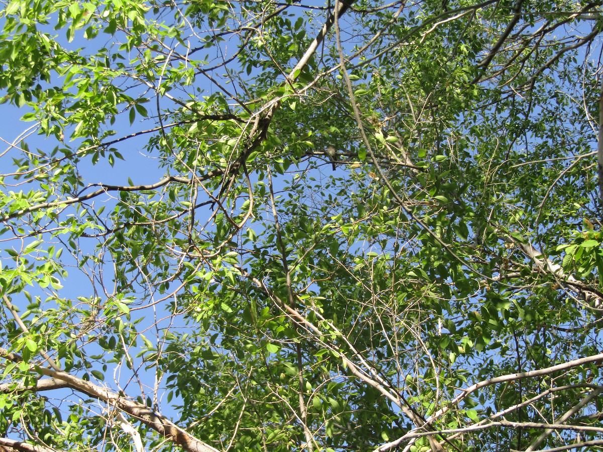 Western Wood-Pewee - ML349982271