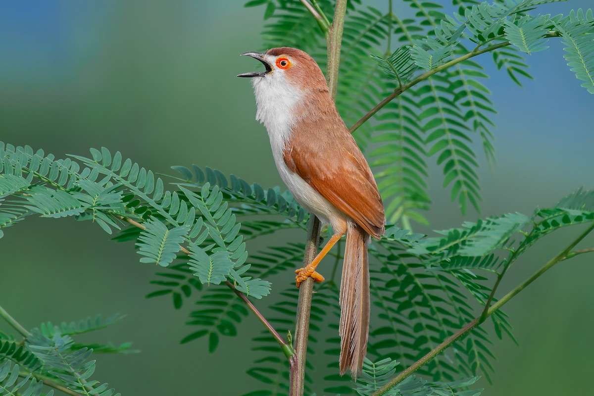 Yellow-eyed Babbler - ML349982321