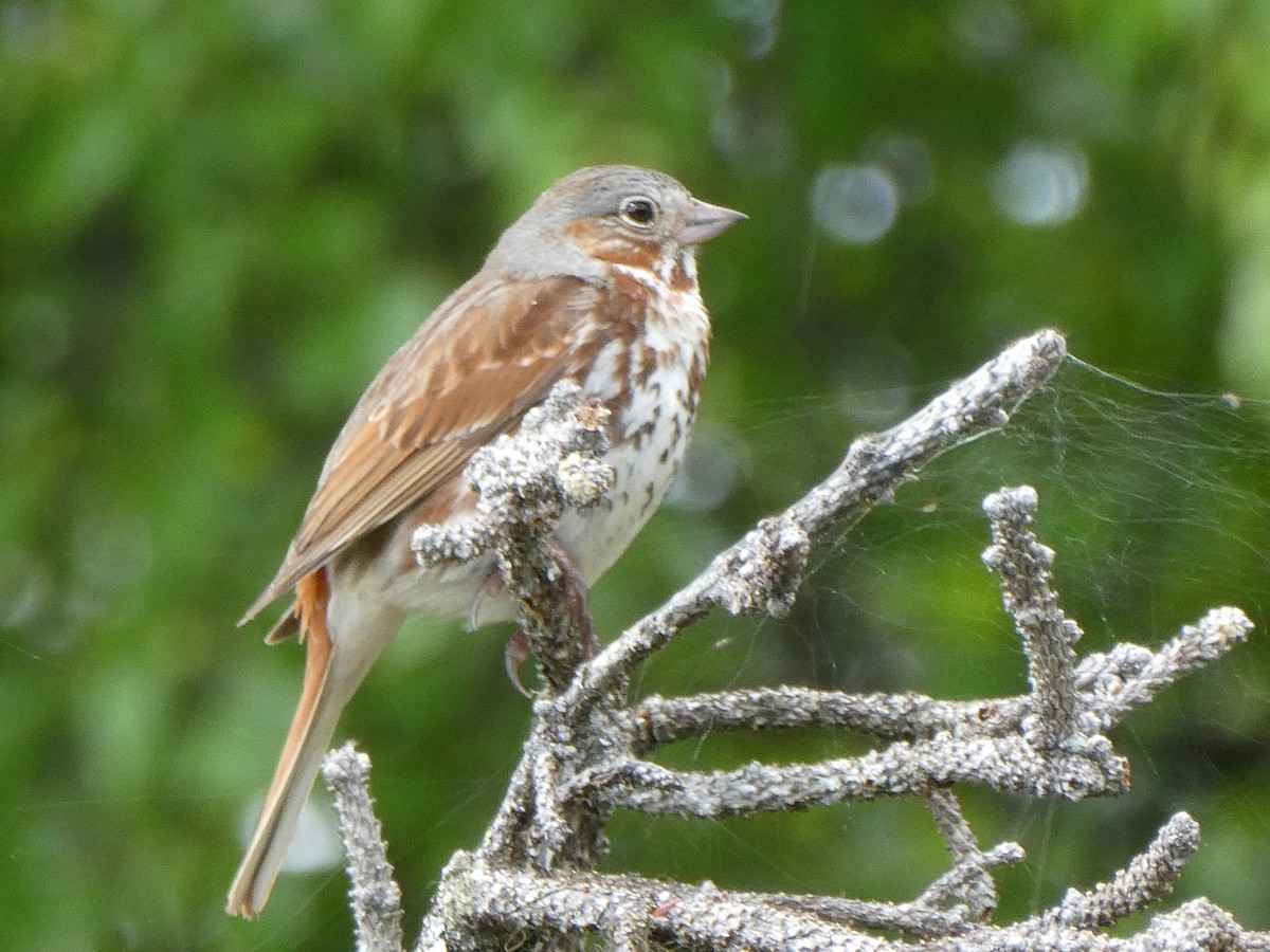 Fox Sparrow - ML349982851