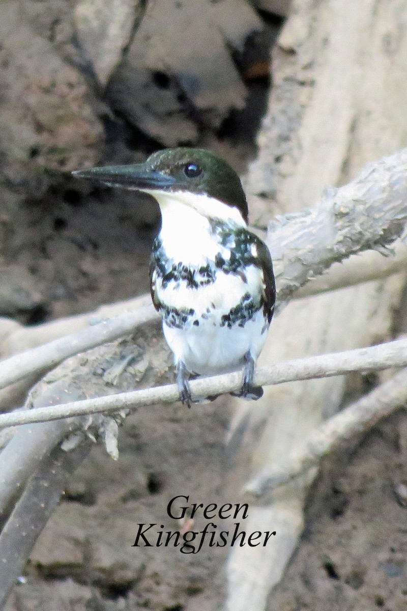 Green Kingfisher - Merrill Lester