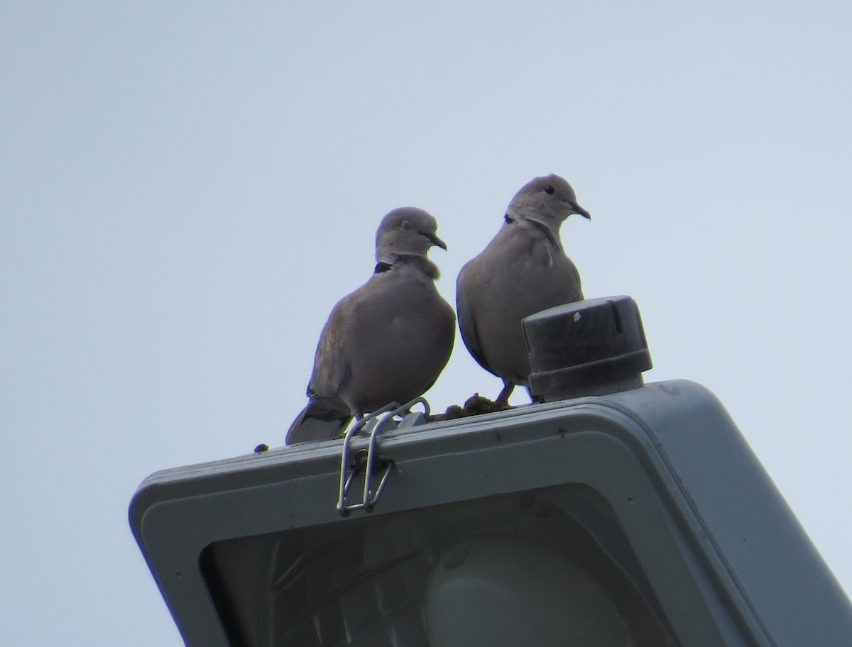 Eurasian Collared-Dove - ML34998481