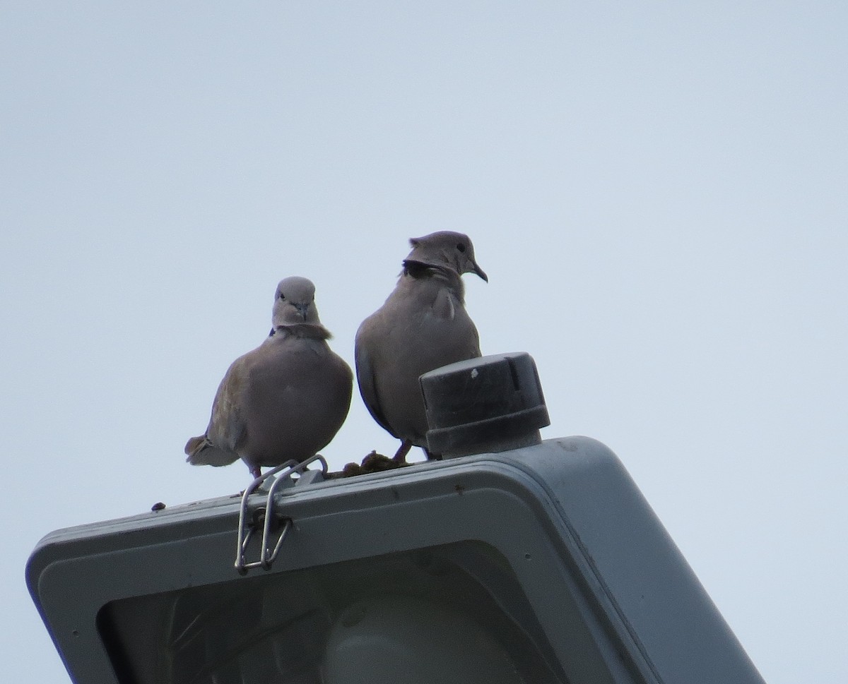 Eurasian Collared-Dove - ML34998511