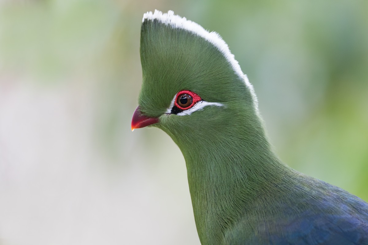 Knysna Turaco - ML349987481