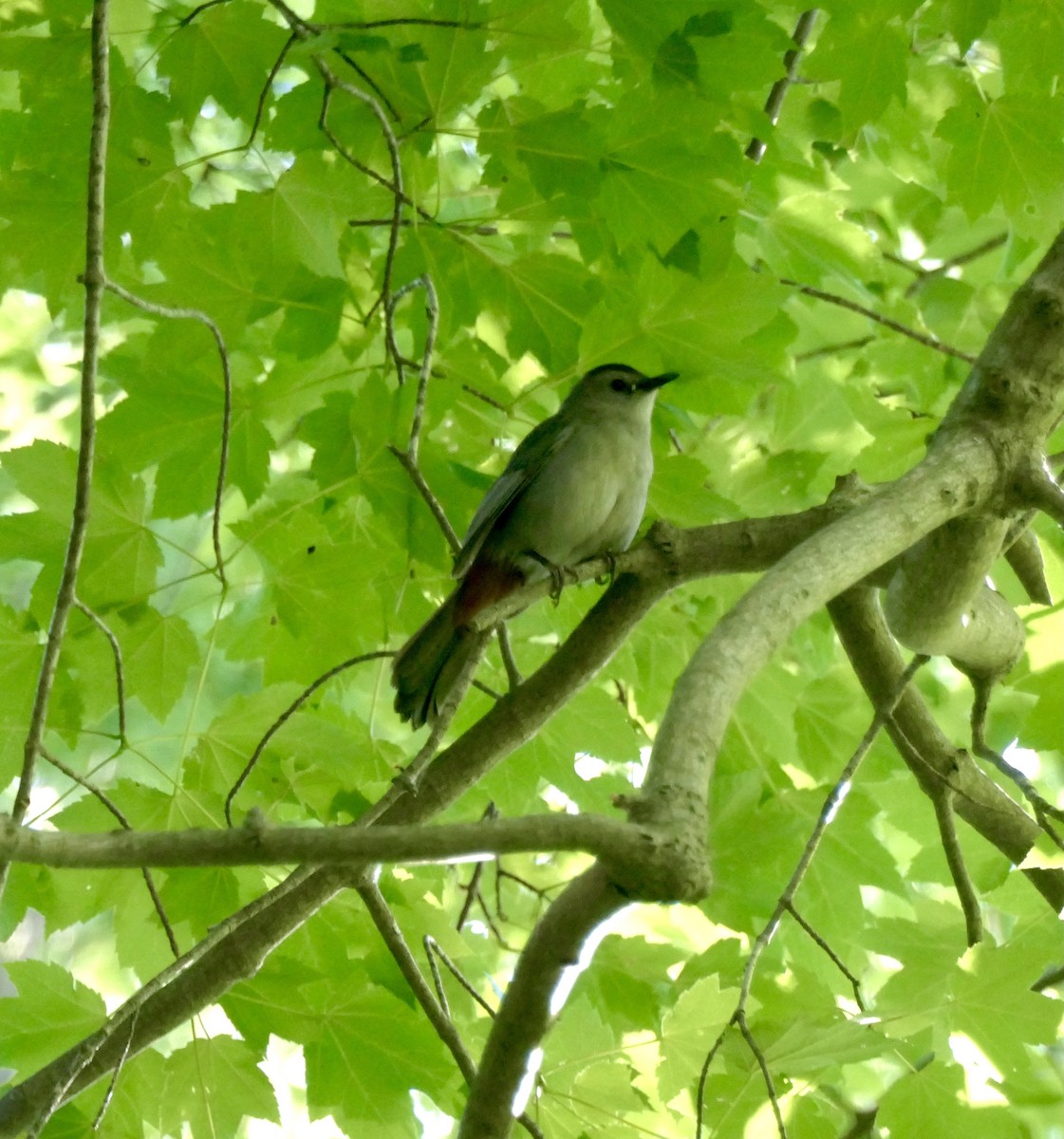 Gray Catbird - ML349987531