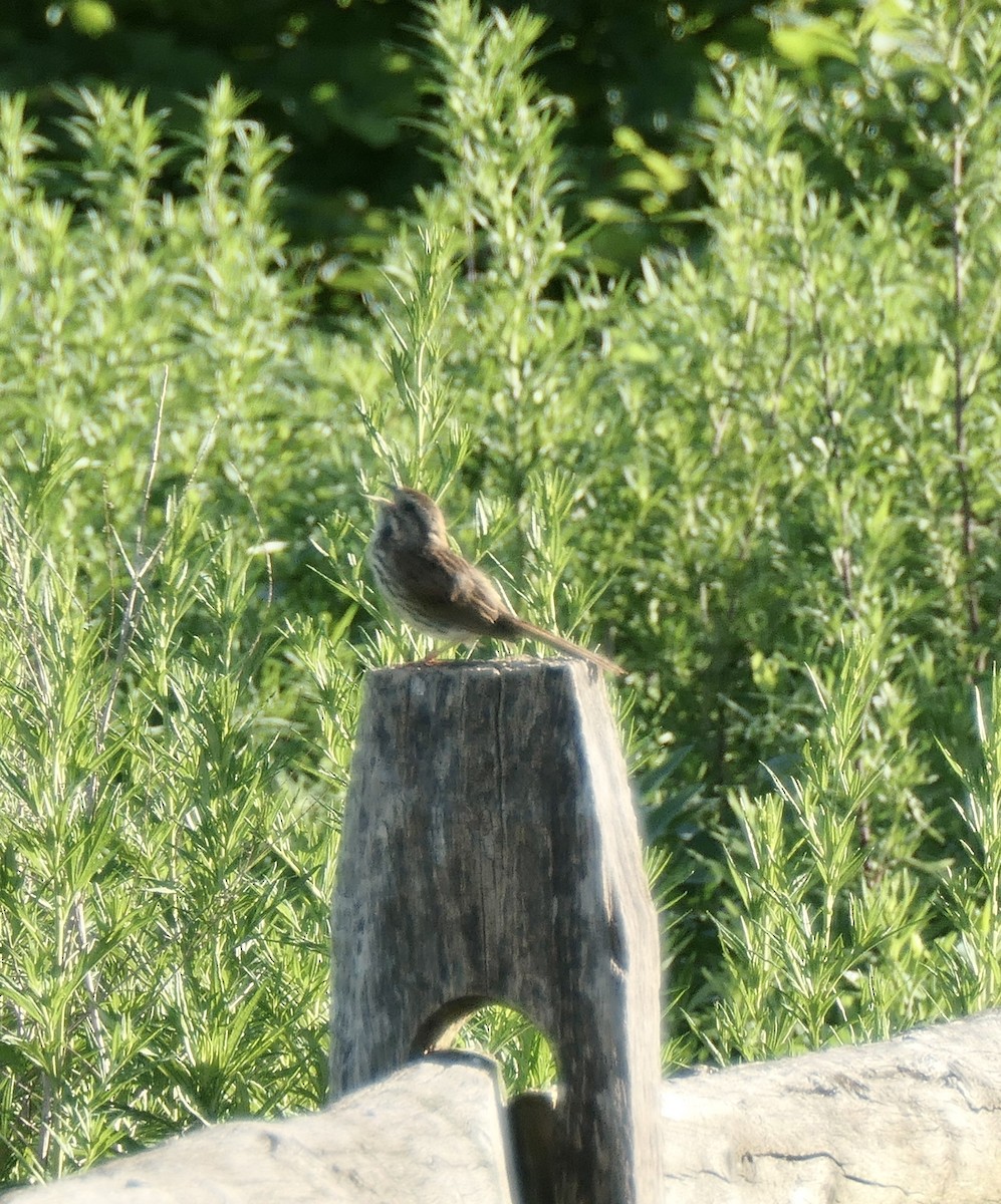 Song Sparrow - ML349987581