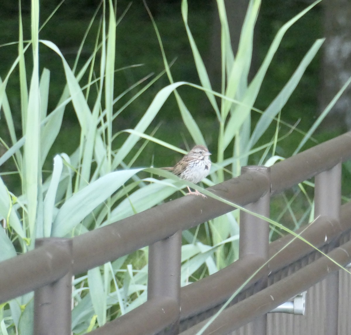 Song Sparrow - ML349987631