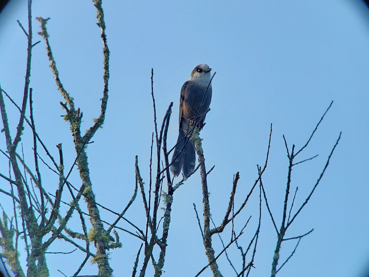 Canada Jay - ML349988451