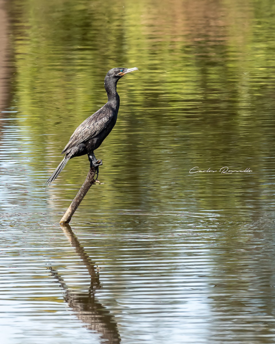 Neotropic Cormorant - ML349989341