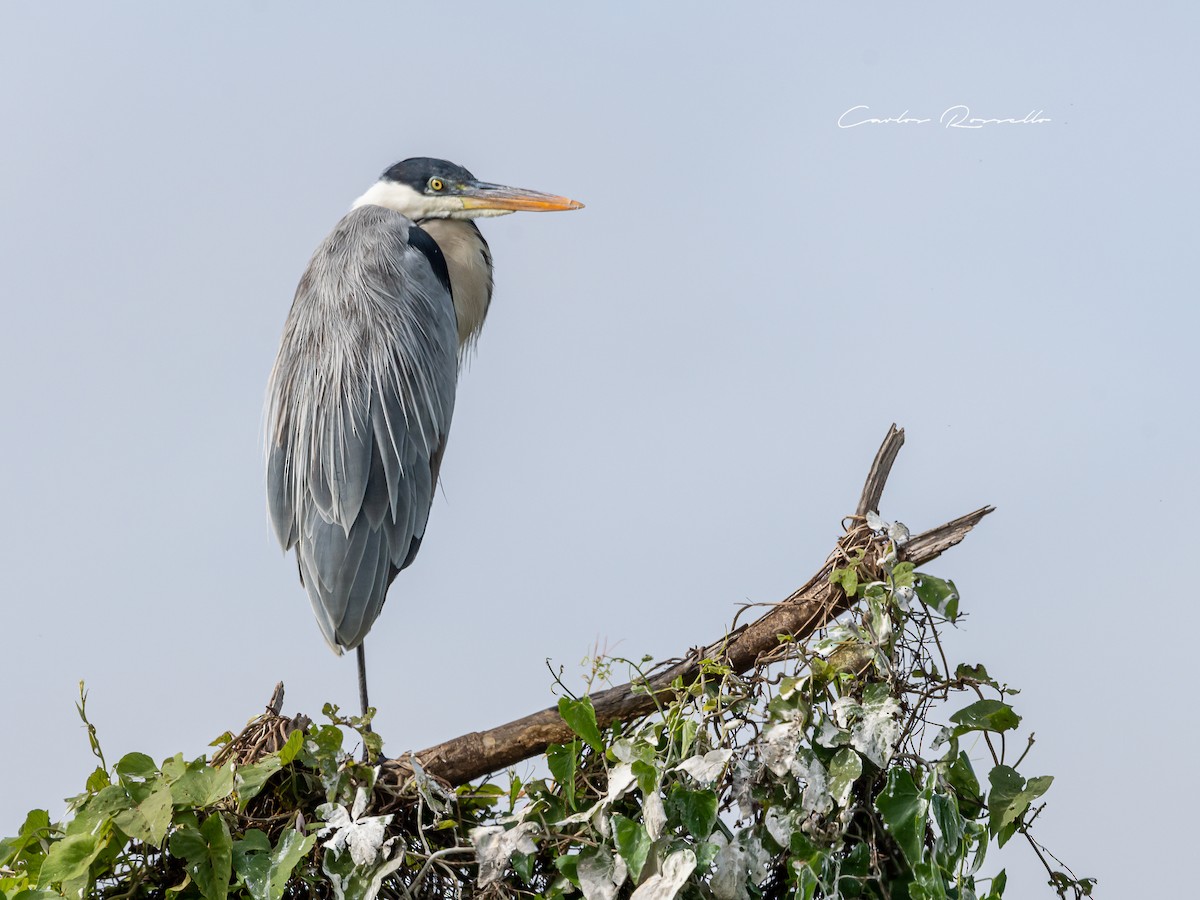 Cocoi Heron - Carlos Rossello