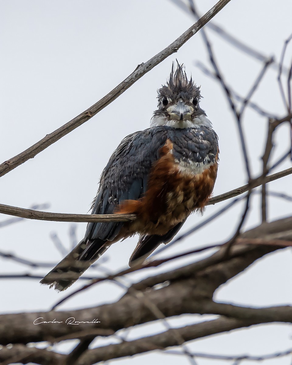 Ringed Kingfisher - ML349990261