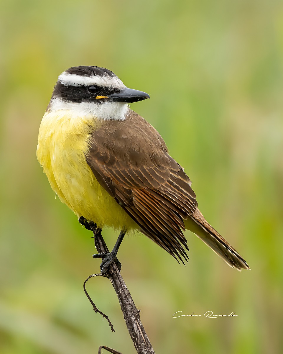 Great Kiskadee - ML349990611