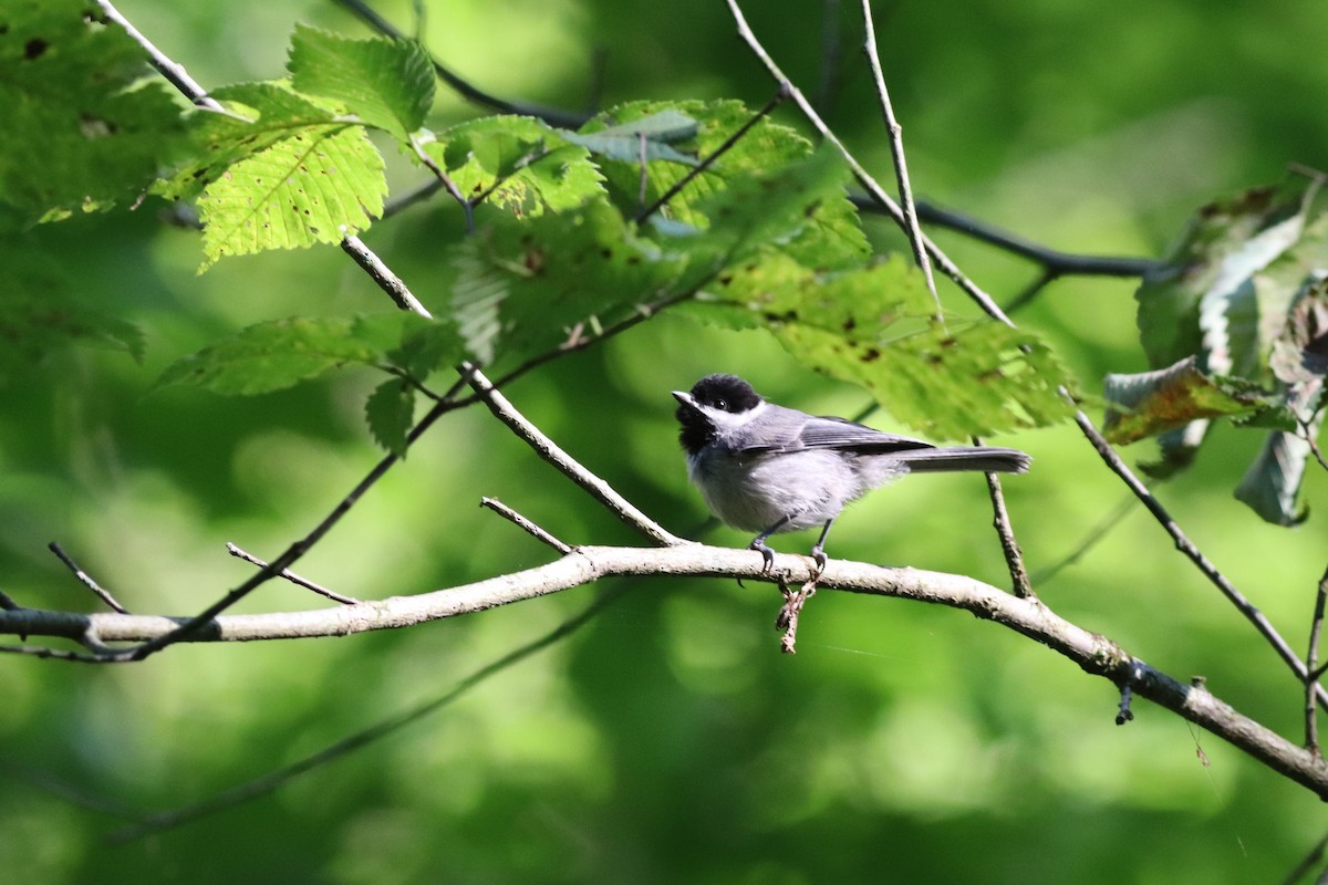 Carolina Chickadee - ML349990961