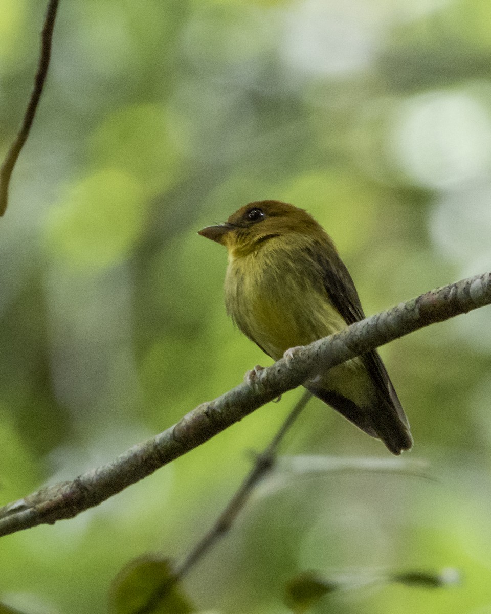 Yellow-throated Spadebill - michael  molina cruz