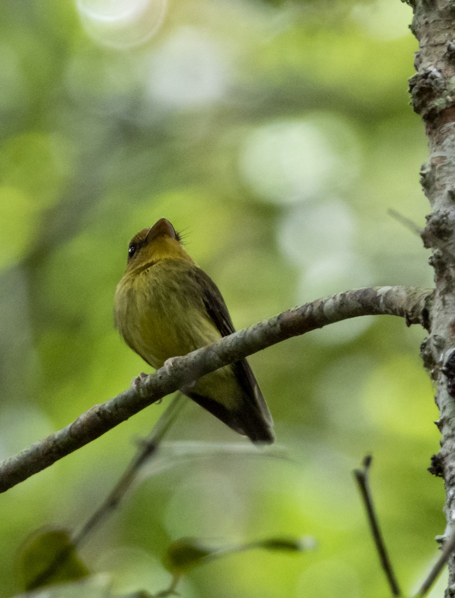 Yellow-throated Spadebill - ML349991561