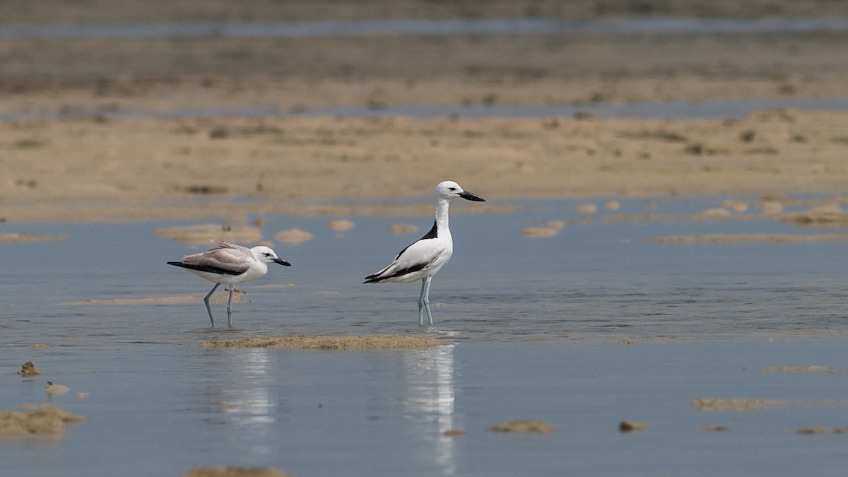 Crab-Plover - Markus Craig