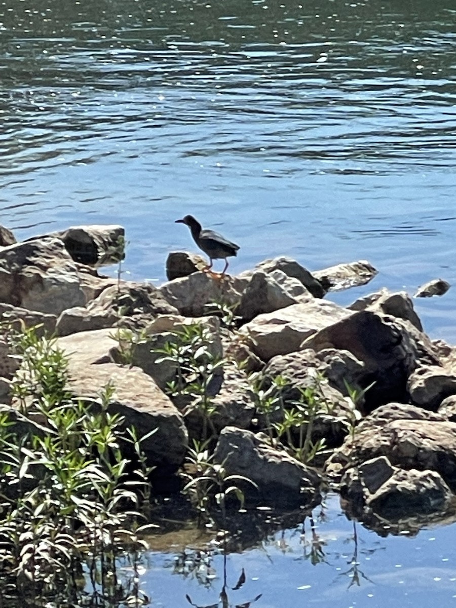 Green Heron - ML349991931