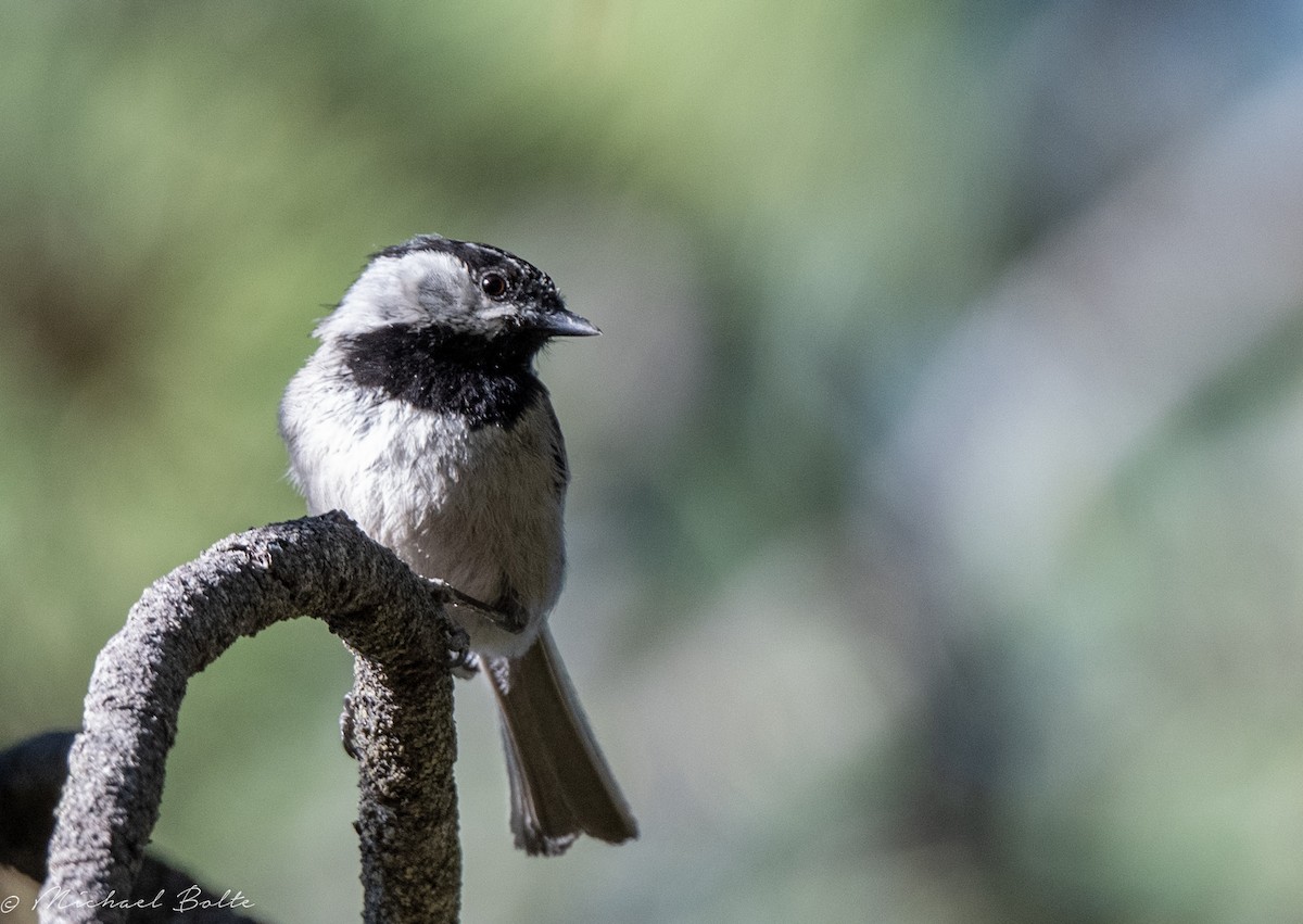 Mountain Chickadee - Michael Bolte