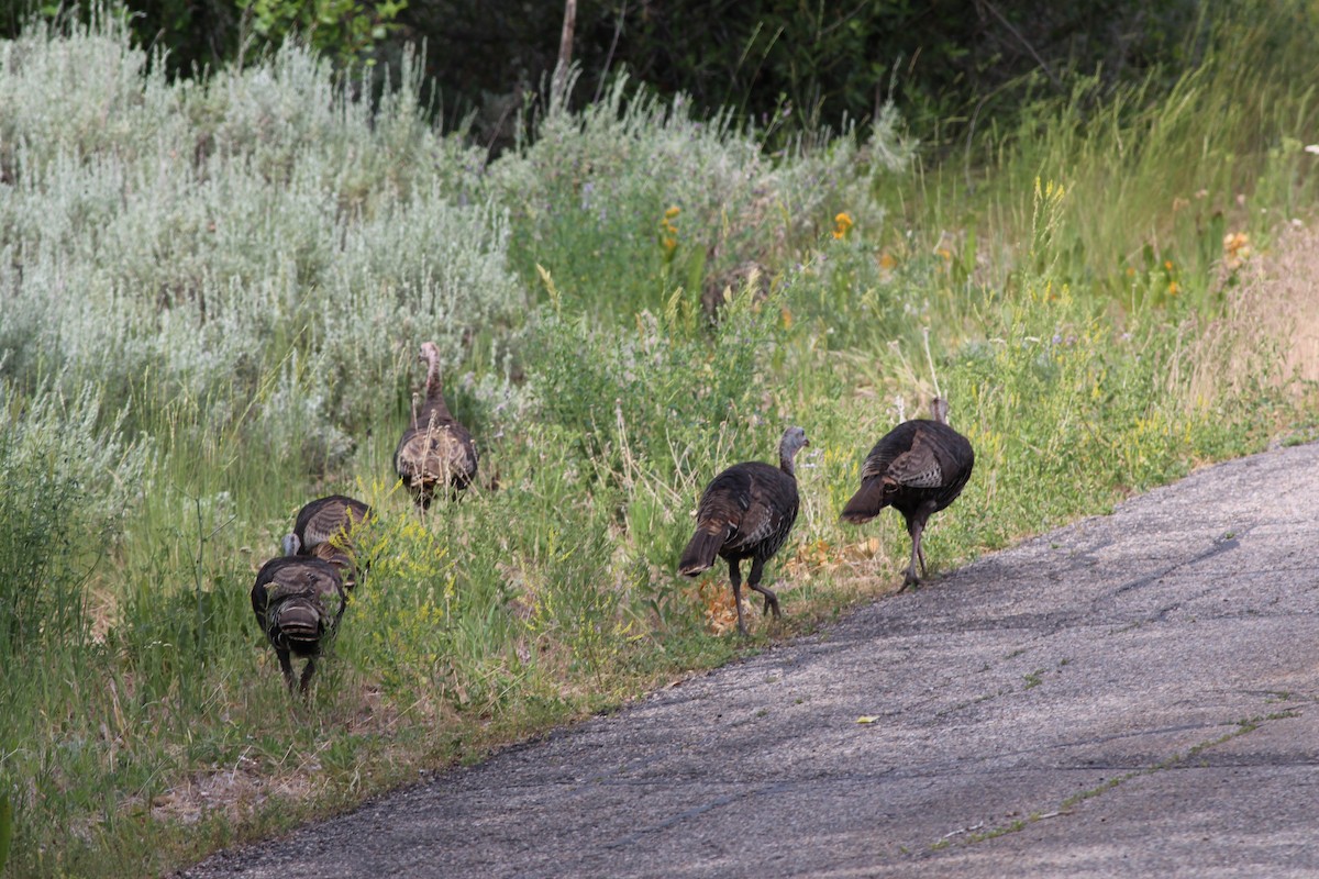 Wild Turkey - ML349993411