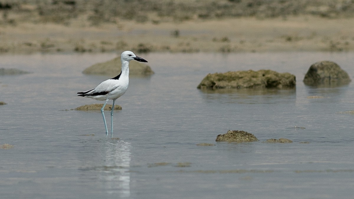 Crab-Plover - Markus Craig