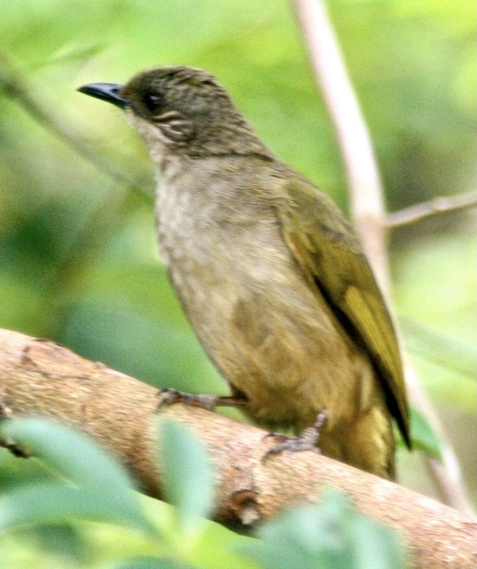 Olive-winged Bulbul - ML349993521
