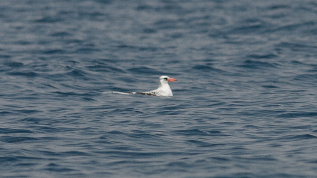 Red-billed Tropicbird - ML349995131