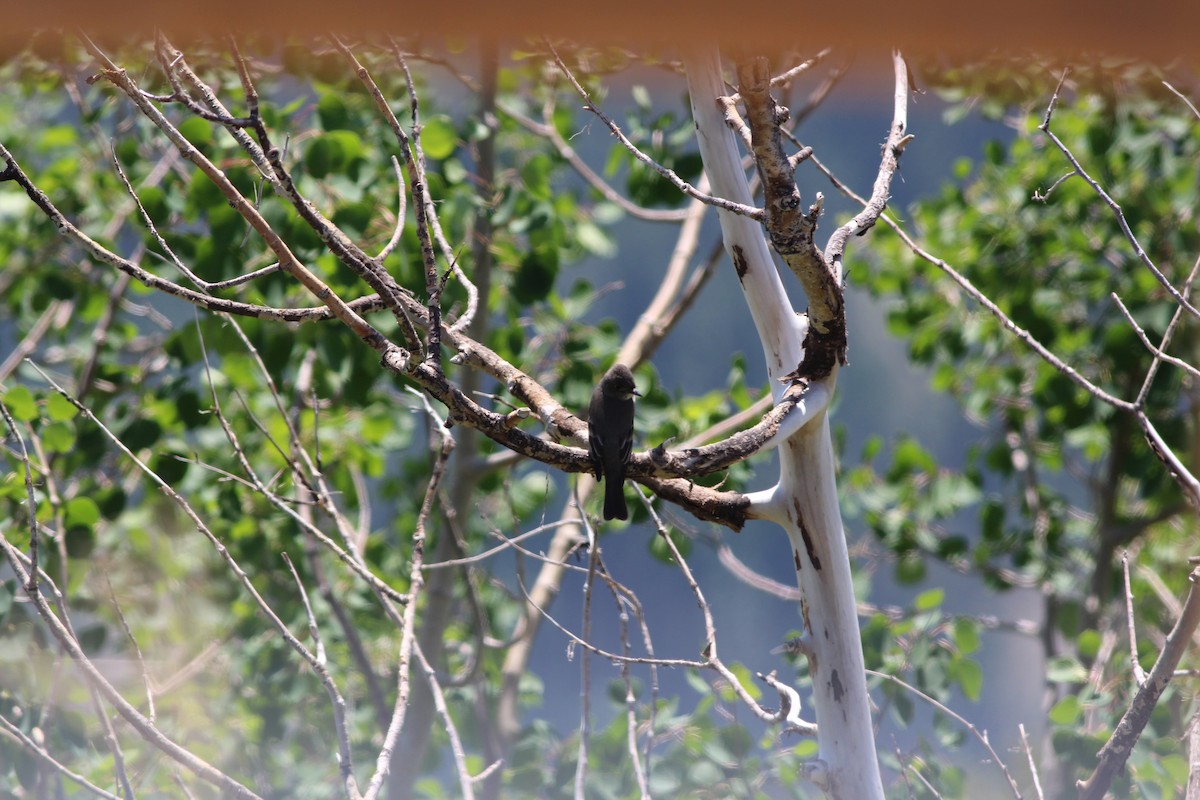 Olive-sided Flycatcher - ML349997411