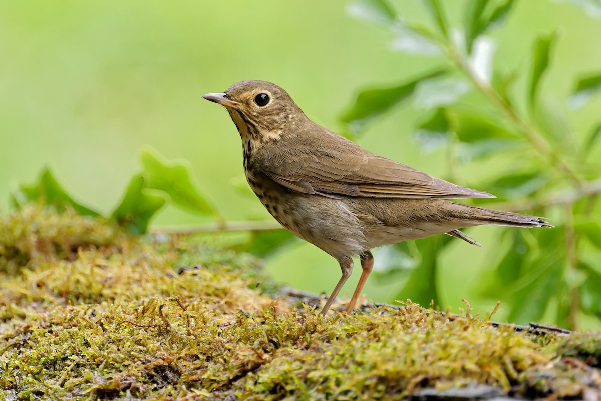 Swainson's Thrush - ML350000391