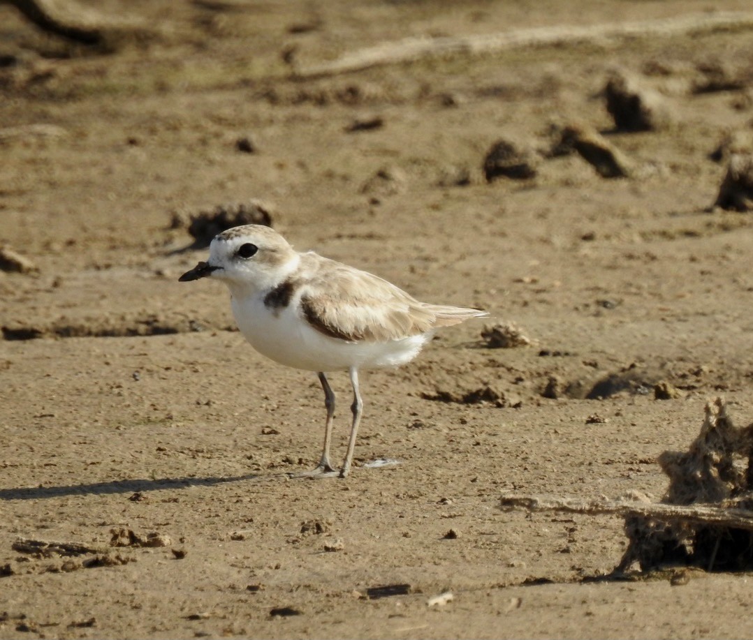 Snowy Plover - Christopher Daniels