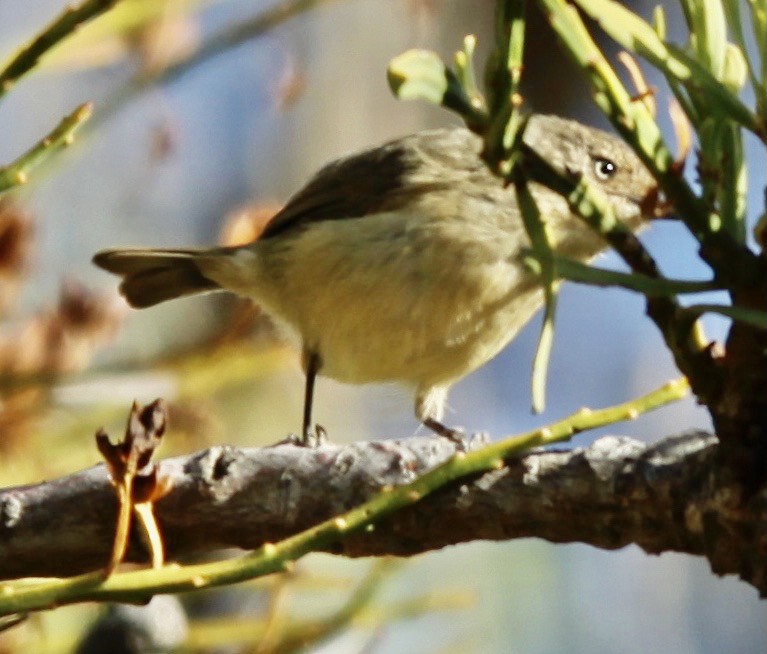 Western Thornbill - ML350001811