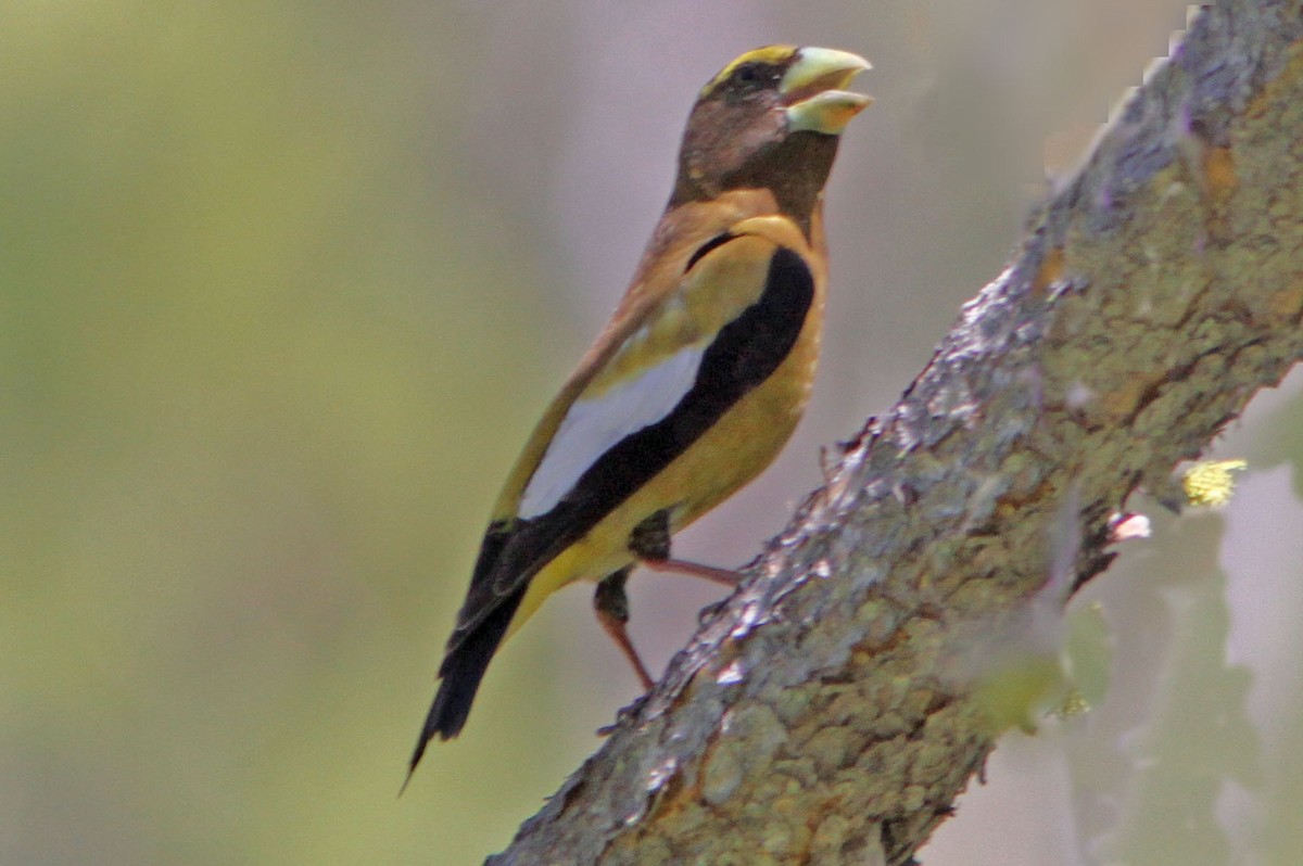 Evening Grosbeak - ML350002271