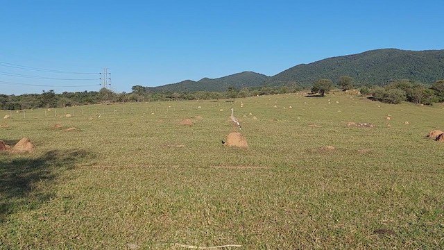 Red-legged Seriema - ML350003221