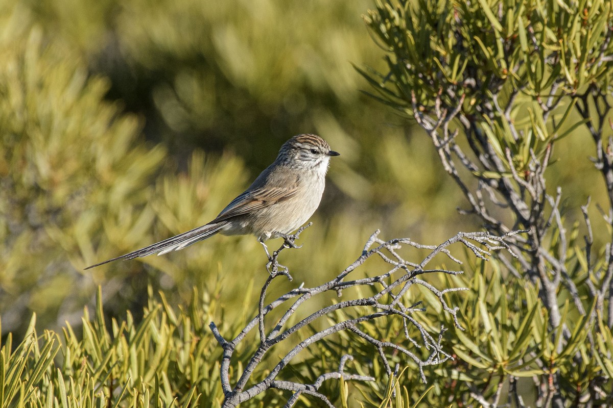 Plain-mantled Tit-Spinetail - ML350003911