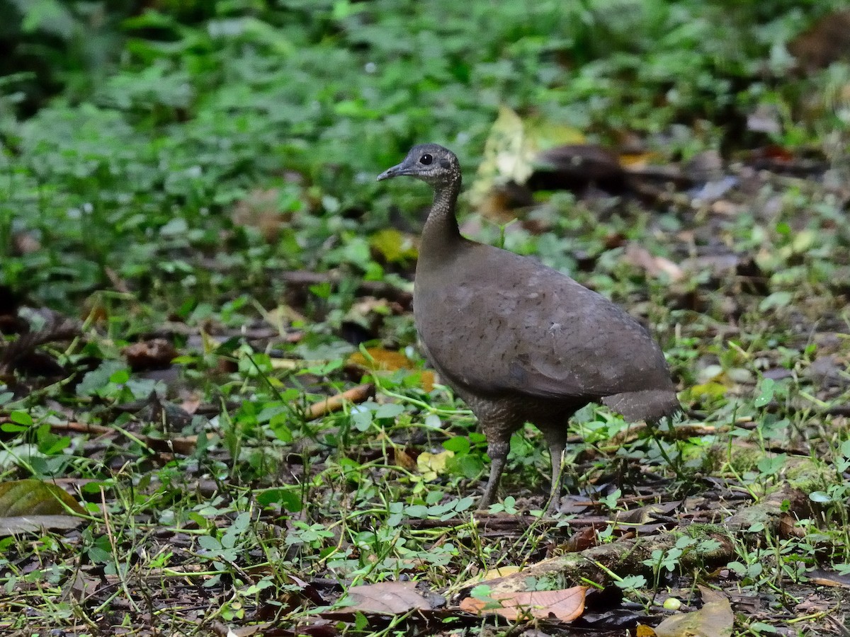 Great Tinamou - ML350004771