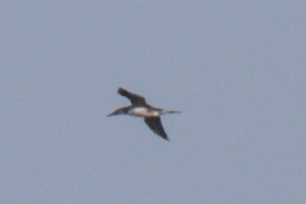 Northern Gannet - Gonçalo Ferraz