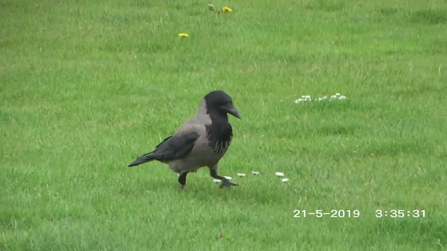 ズキンガラス（cornix グループ） - ML350008421