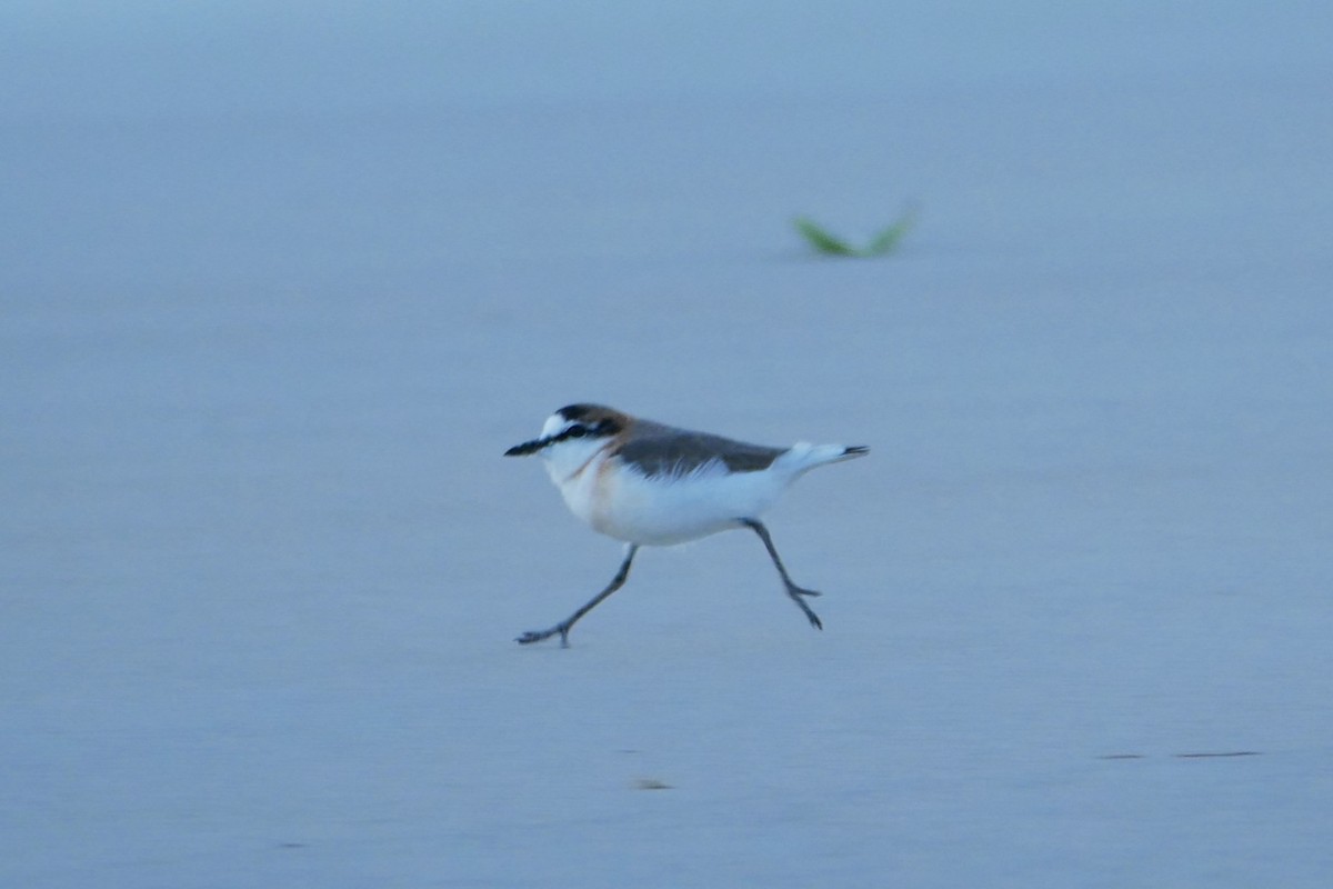 White-fronted Plover - ML350013961